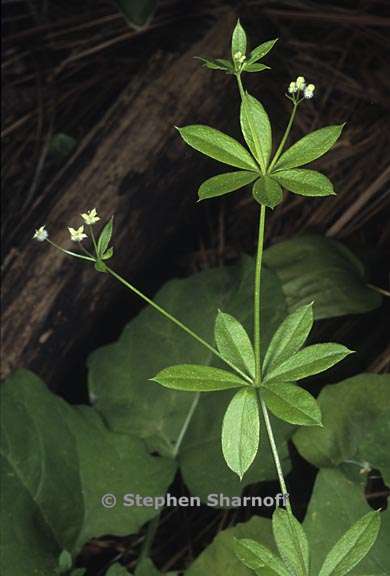 galium triflorum 5 graphic